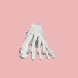 1.png SKELETON OF THE LEFT FOOT 3d SEGMENTED MODEL