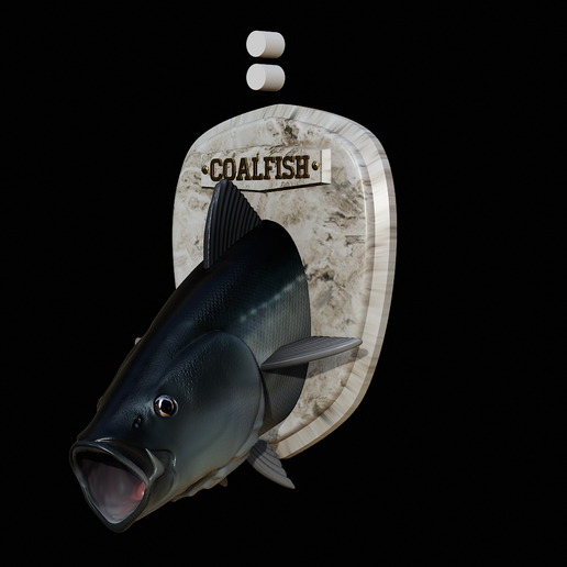 🐠 fish head trophy coalfish / Pollachius virens open mouth oblique ...