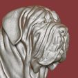 8.jpg Neapolitan Mastiff