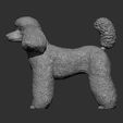 toy-poodle7.jpg Toy poodle 3D printed model