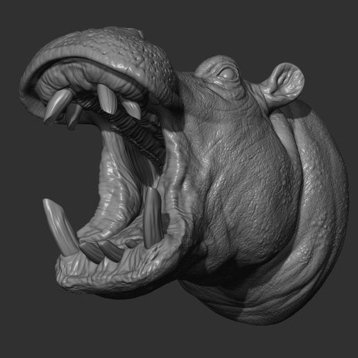 Hippopotamus head 3D model