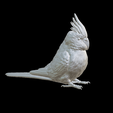 Capture-d’écran-2023-07-23-à-21.33.23.png Budgie Budgerigar parrot cackatoos