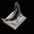 Dentex-trophy-21.png fish Common dentex / dentex dentex trophy statue detailed texture for 3d printing