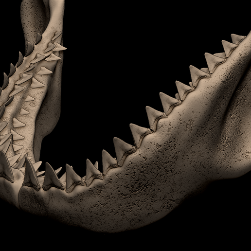 7.png Megalodon Shark Jaw