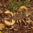 05.jpg ARTICULATED SCORPION