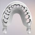 15.jpg 3D Dental Jaws Replica with Detachable Teeth