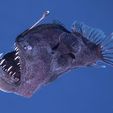 pez-diablo.jpg Pez abisal diablo negro
