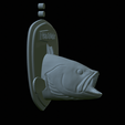 White-grouper-head-trophy-37.png fish head trophy white grouper / Epinephelus aeneus open mouth statue detailed texture for 3d printing
