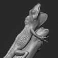 Anolis-aquaticus4.jpg Anolis aquaticus
