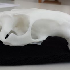 Screen_Shot_2016-10-12_at_11.21.59_AM.png STL-Datei Schädel eines Nutria (Myocastor copypus) kostenlos・3D-druckbares Objekt zum herunterladen