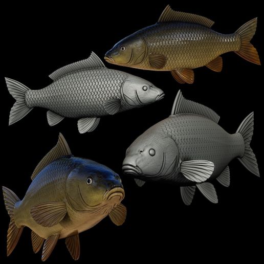 real size fish common carp (CYPRINUS CARPIO) close mouth  fish model for 3D printing