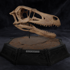Velociraptor_Skull_001.png Velociraptor Dinosaur Skull Replica