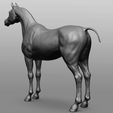 5.jpg Horse Breeds Collection