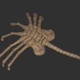 9.jpg alien facehugger