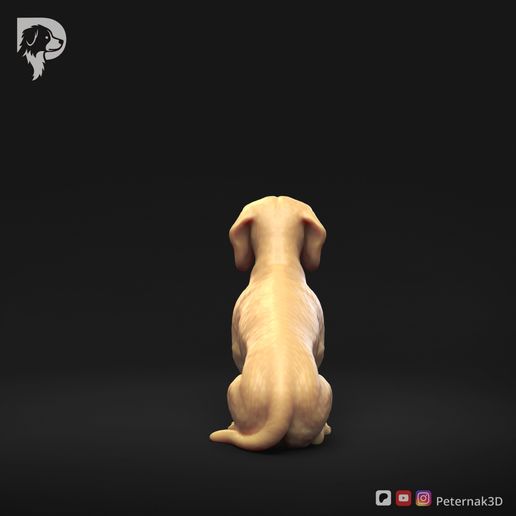 Dachshund-Miniature-Smooth-Haired-Pose-04-Dog-3D-Print-5s.jpeg Dachshund Miniature Smooth Haired Pose 04