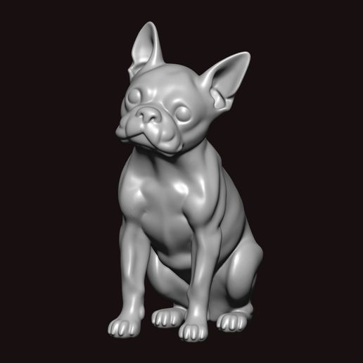 boston terrier seating pose