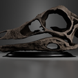 untitled1.png Struthiomimus altus skull