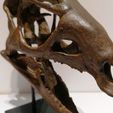 IMG_20200303_234056.jpg Dryosaurus Altus  - Dinosaur Skull