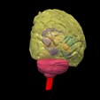 5.png.f6b0cb1d77bd8df32e980082f077971a.png 3D Model of Human Brain - Right Hemisphere