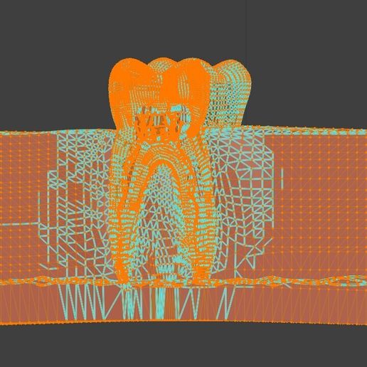 🦷 3D Model of Teeth - Dental Model・ STL File for 3D printing・Cults