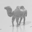 chameau-1.jpg Camelus 🐫