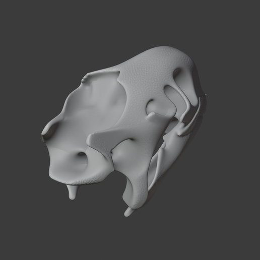 Aldabra-Tortoise-Skull_front_angle.png Aldabra Tortoise Skull