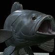 White-grouper-open-mouth-1-20.png fish white grouper / Epinephelus aeneus trophy statue detailed texture for 3d printing