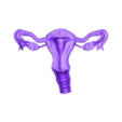 uterus anteverted.stl 子宫解剖模型