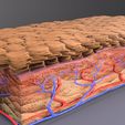 0156.jpg epithelial cells types collection 3D