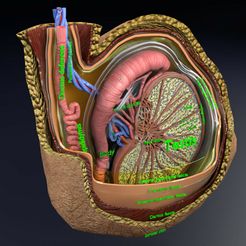 file-5.jpg testicule avec couches de recouvrement modèle 3D