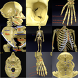 sig1200.png Human skeleton set complete separable labelled bone names parts 3D model