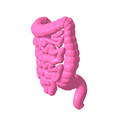 12.png Lower gastrointestinal tract segmented