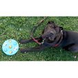 Beatriz4.jpg STL file Dog's game・3D printing design to download