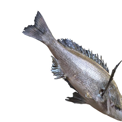 🐠 Besugo Acanthopagrus Schlegelii Raya marina Peces con