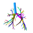 2.png Tracheobronchial Tree Segmented in 101 Parts