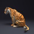 resize-tiger-sitting2.jpg Bengal Tiger Sit