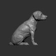 puppy-rhodesian-ridgeback-sitting10.jpg Puppy rhodesian ridgeback sitting 3D print model