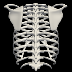 Mejores archivos de impresión 3D Anatomía・Cults