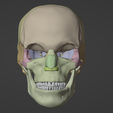 1.png 3D Model of Skull with Brain and Brain Stem - best version