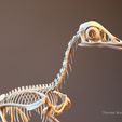 Archaeopteryx_v2_02.jpg Full size Archaeopteryx skeleton