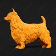 667-Australian_Terrier_Pose_03.jpg Australian Terrier Dog 3D Print Model Pose 03