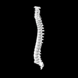 Screen-Shot-2023-02-03-at-3.17.25-PM.png 3D file Entire Human Spine Cervical to Lumbar Plus Sacrum Anatomical Model・3D printable design to download