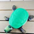 IMG_6812.jpg Flexy Aquatic Turtle! Turticorn included!
