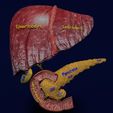 hepato-biliary-tract-pancreas-gallbladder-3d-model-blend-5.jpg Hepato biliary tract pancreas gallbladder 3D model