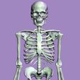 eskeleto2.jpg Human Skeleton