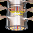 Image-1018.png Spinal cord symphathetic intercostal nerve