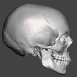 Screenshot-2024-04-04-145107.png Anatomically correct human skull