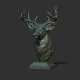 24.jpg White tailed deer bust