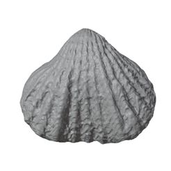 G184a.jpg STL file Ordovician brachiopod 8・3D printing idea to download