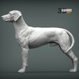 rhodesian-ridgeback4.jpg Rhodesian ridgeback 3D print model